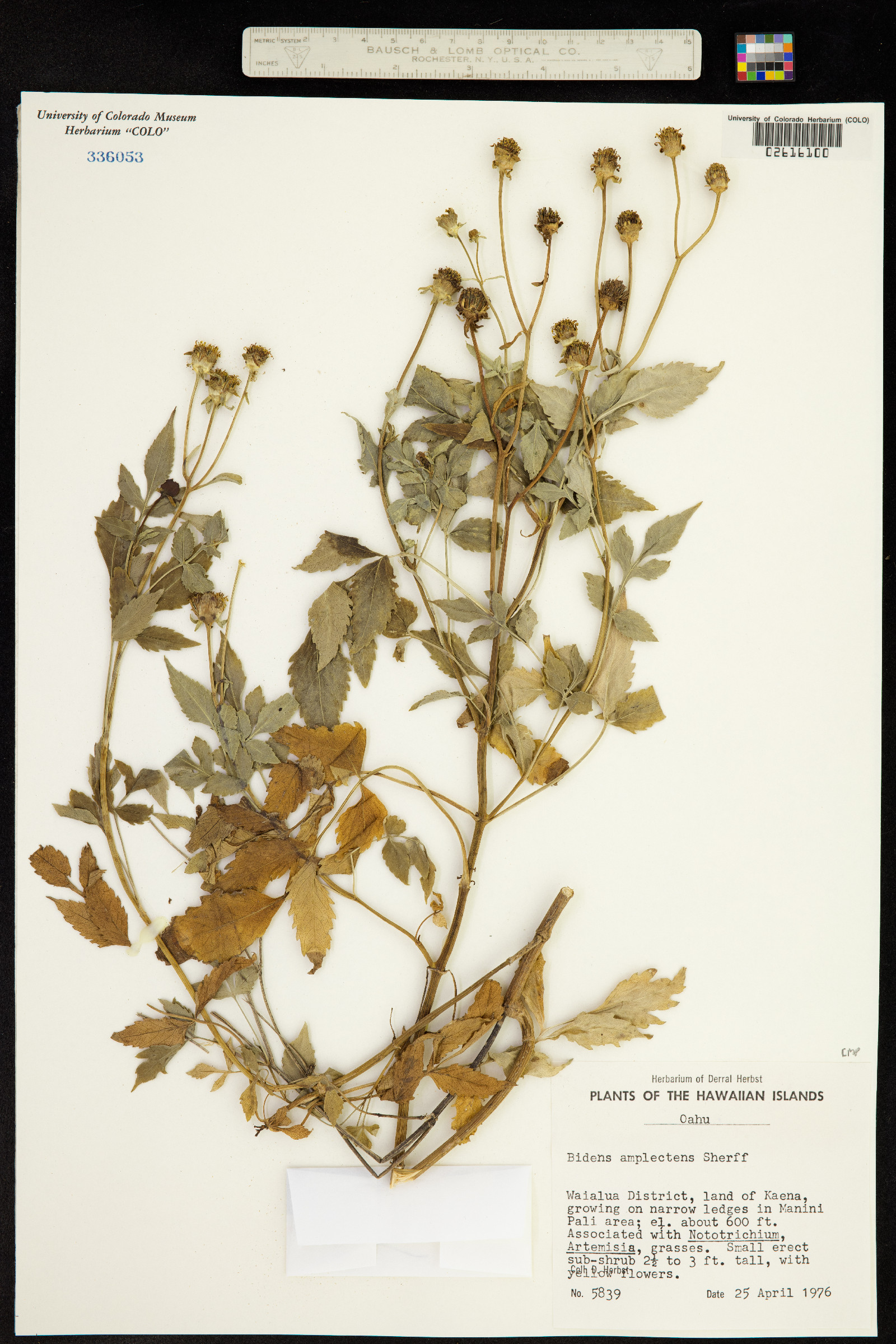 Bidens amplectens image