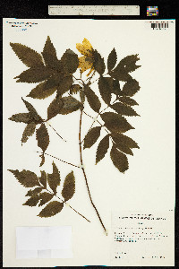 Image of Bidens cosmoides