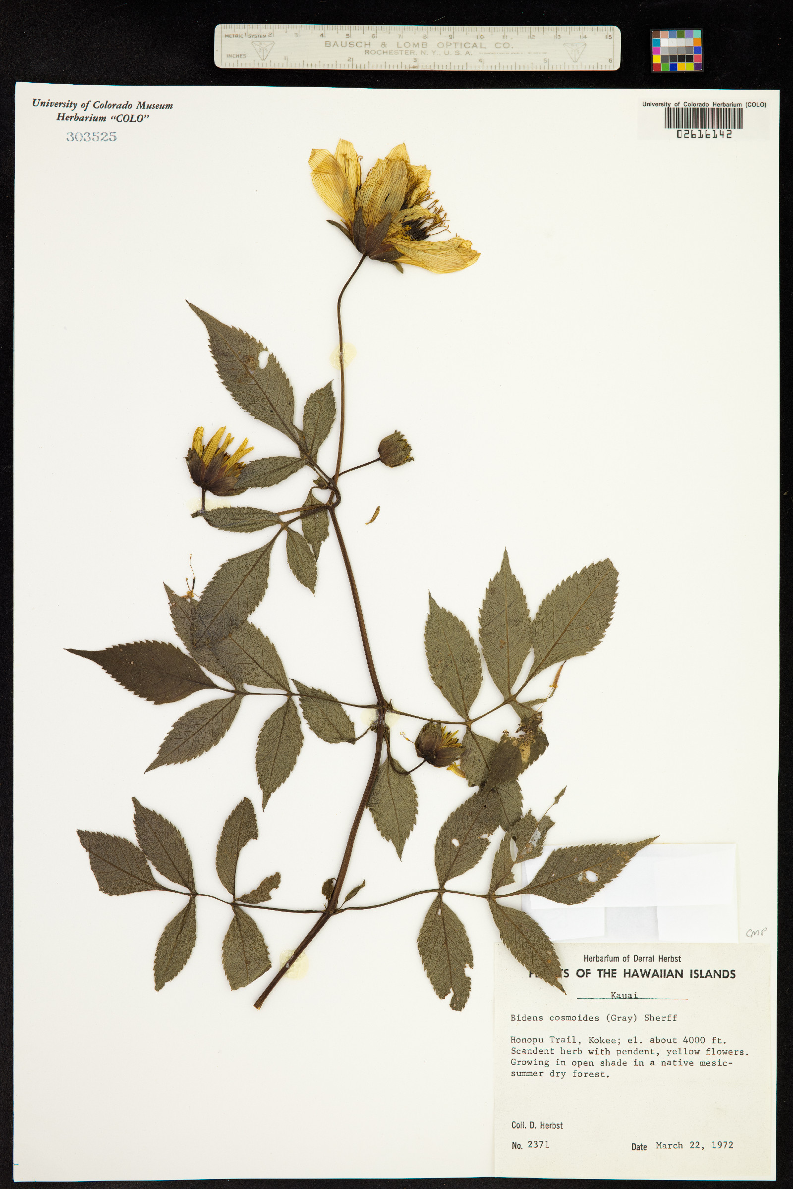 Bidens cosmoides image