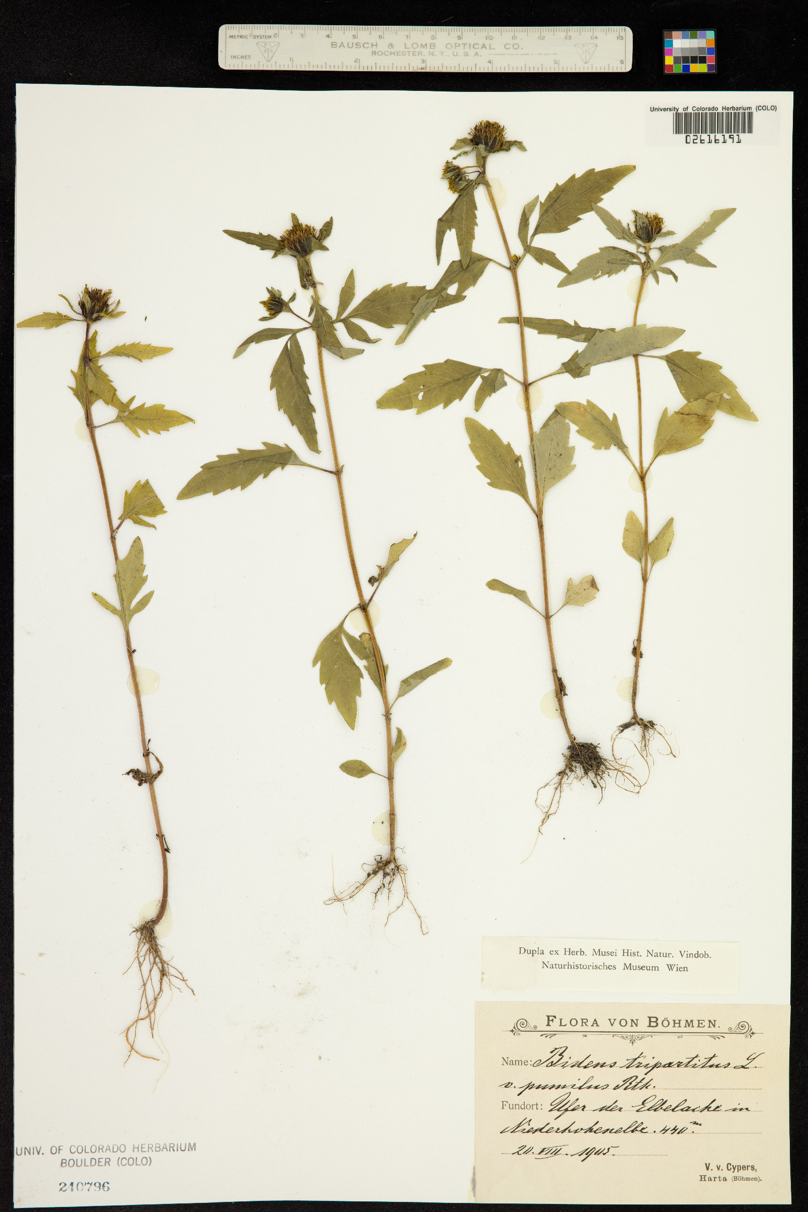 Bidens tripartita image