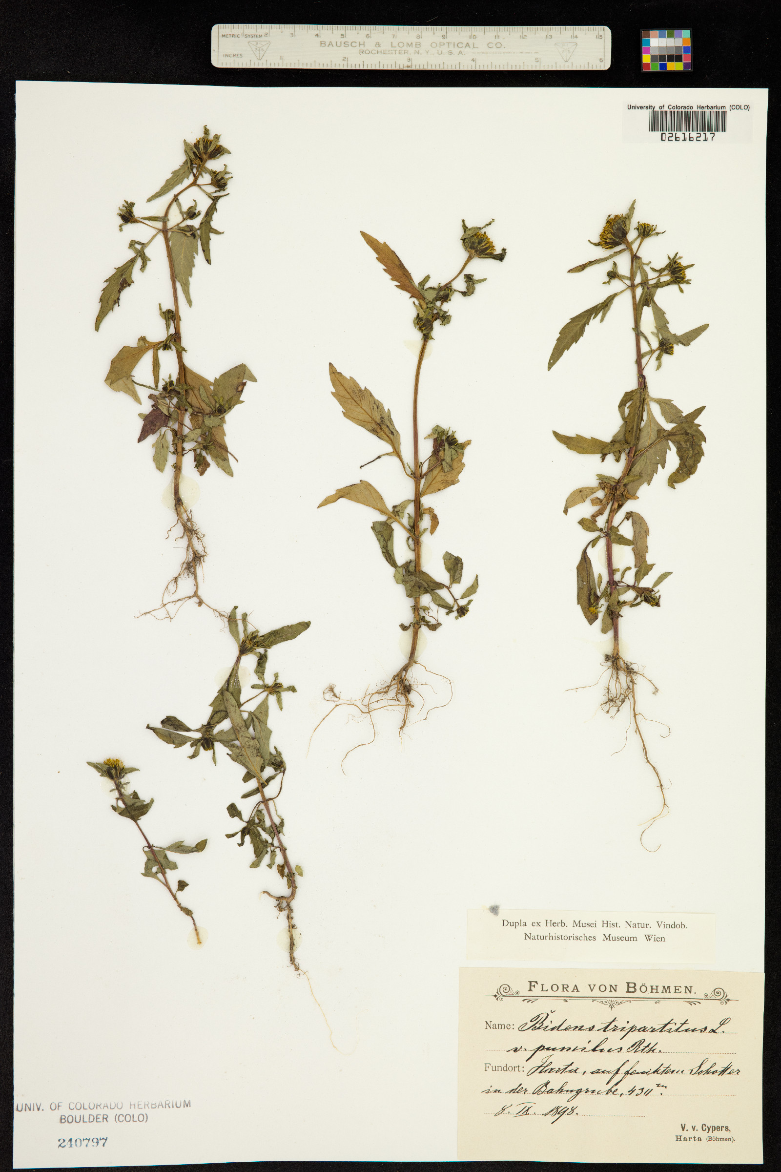 Bidens tripartita image