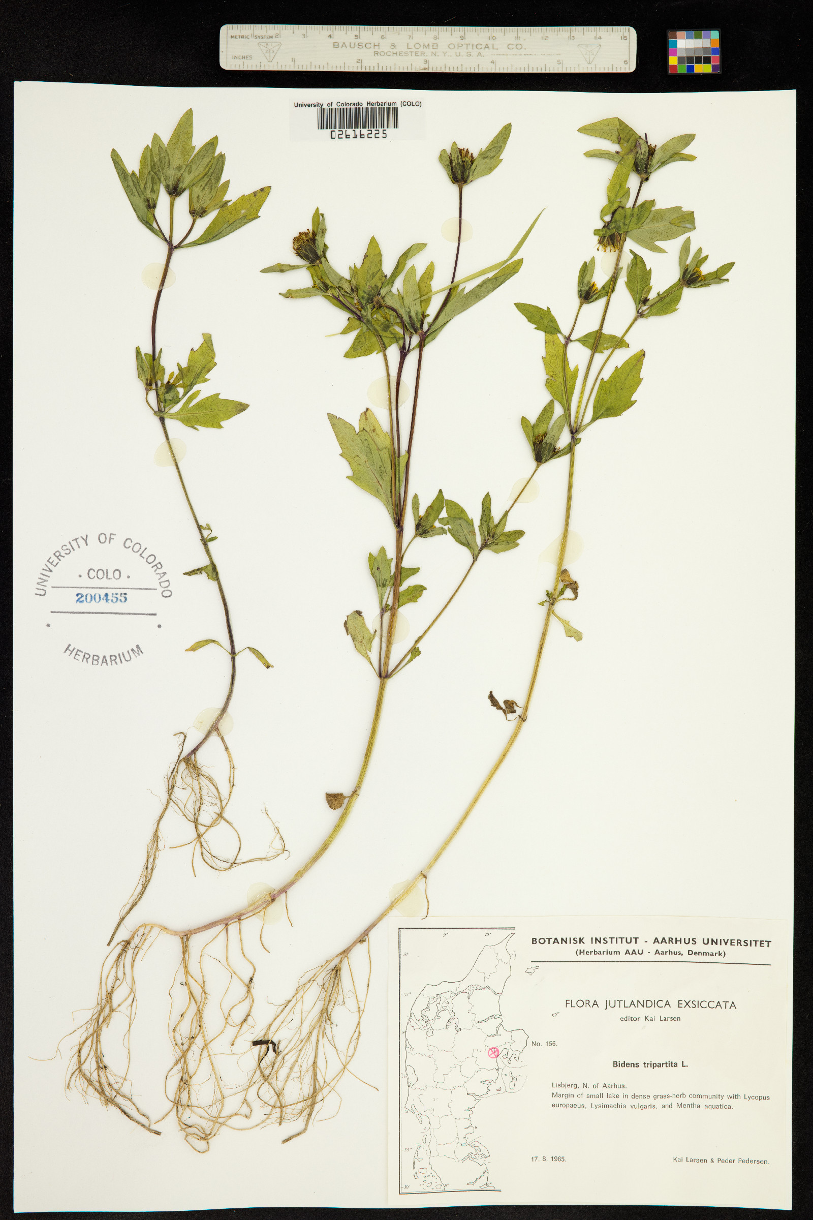 Bidens tripartita image