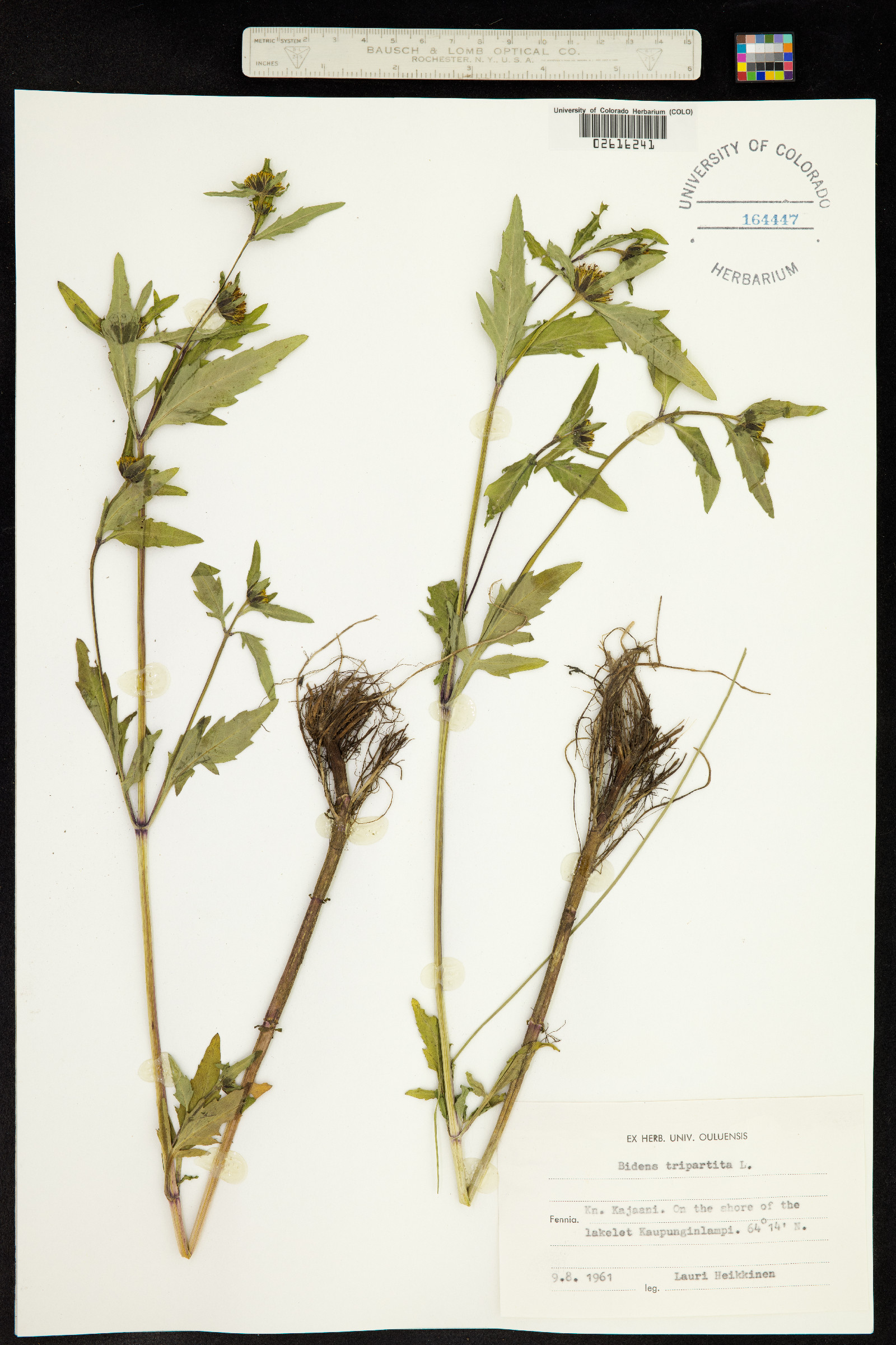 Bidens tripartita image