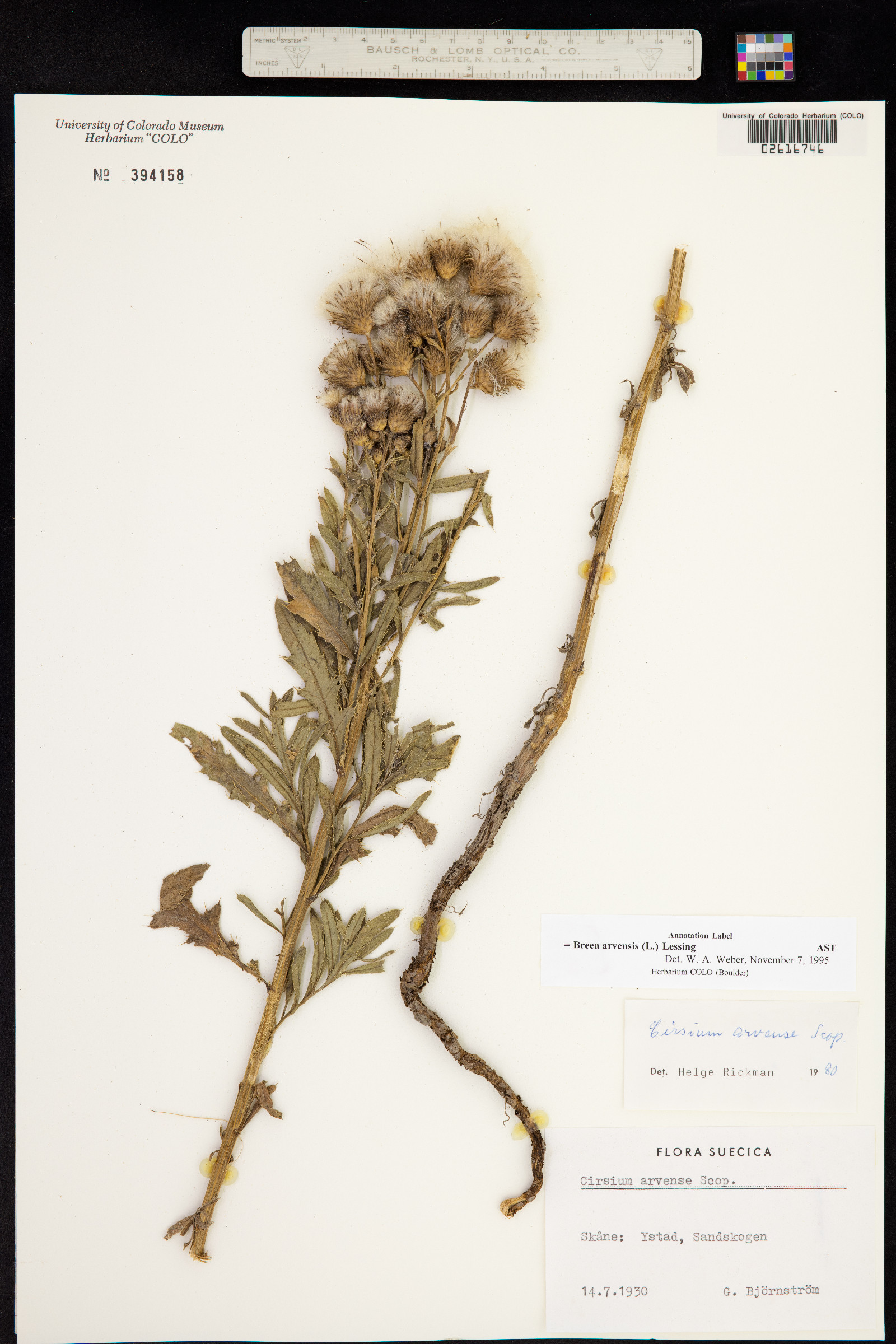 Cirsium arvense image