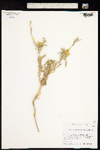 Asteriscus graveolens image