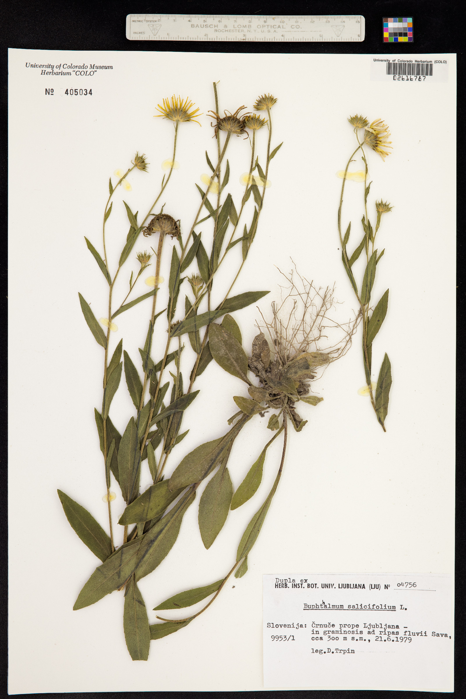 Buphthalmum salicifolium image
