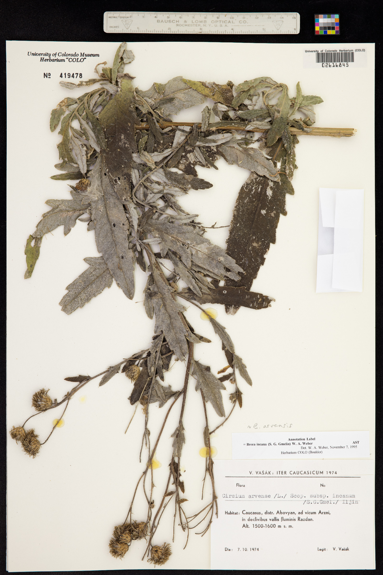 Cirsium arvense image