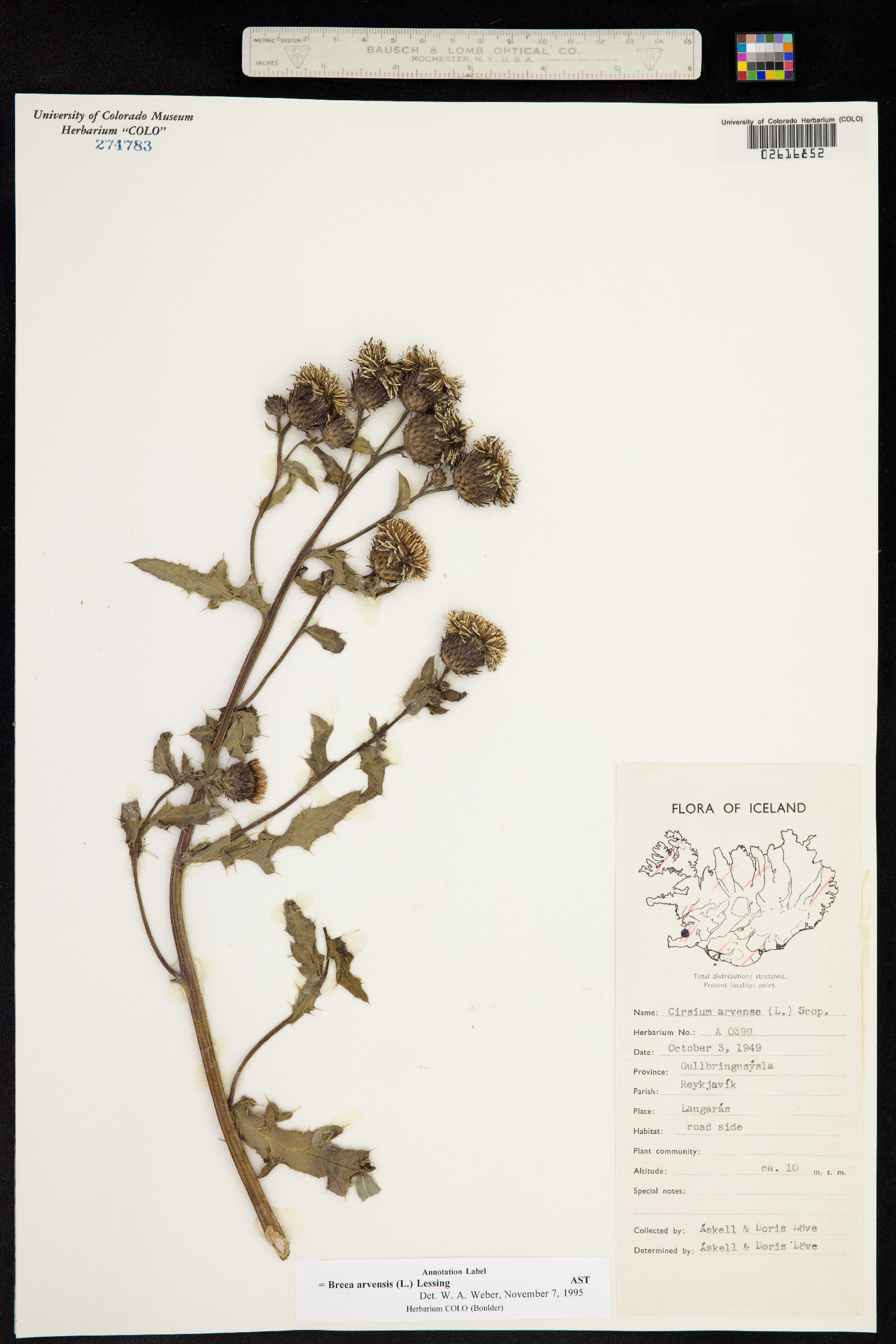 Breea image