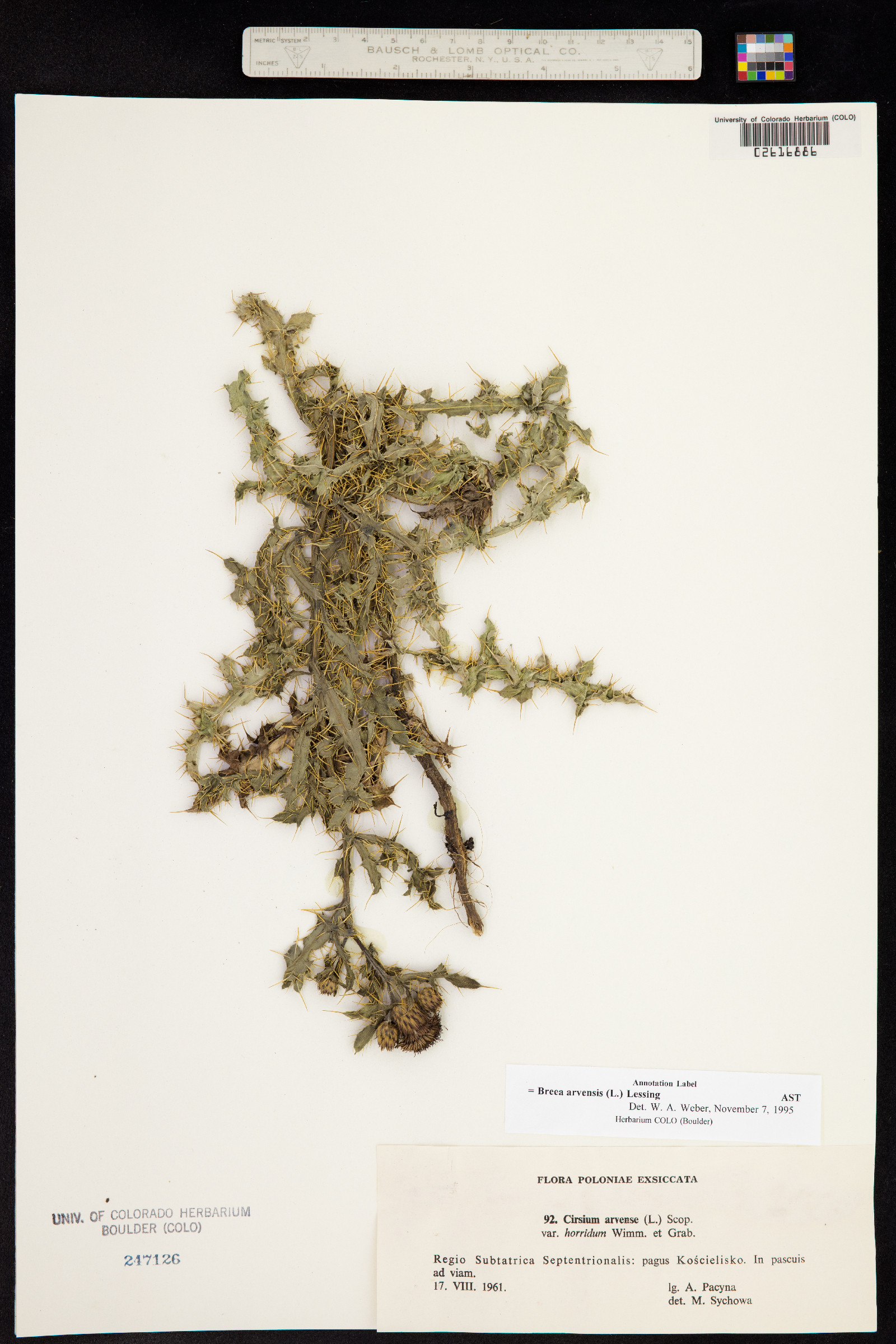 Cirsium arvense image