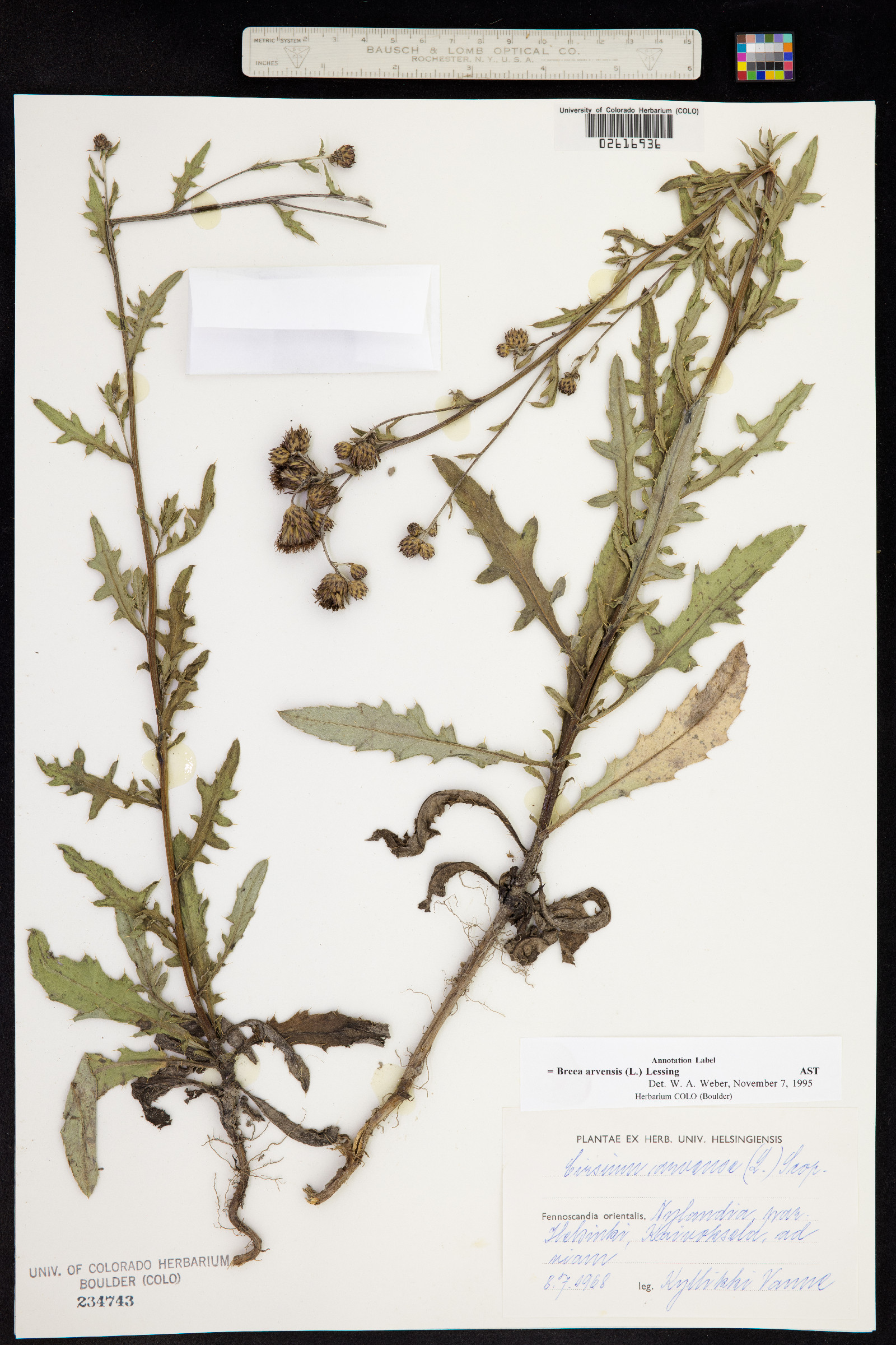 Cirsium arvense image