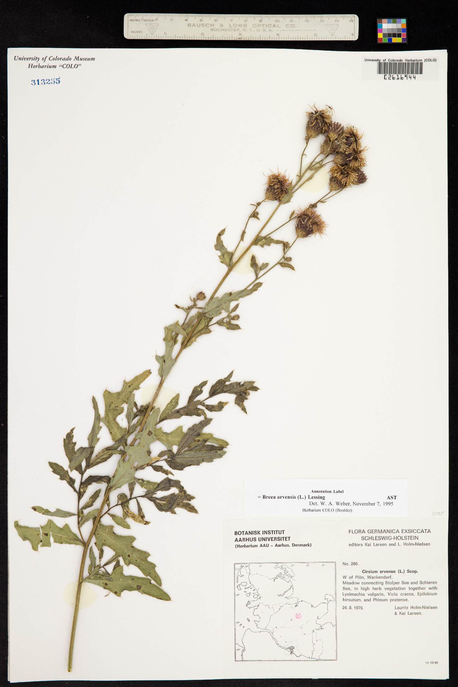 Cirsium arvense image