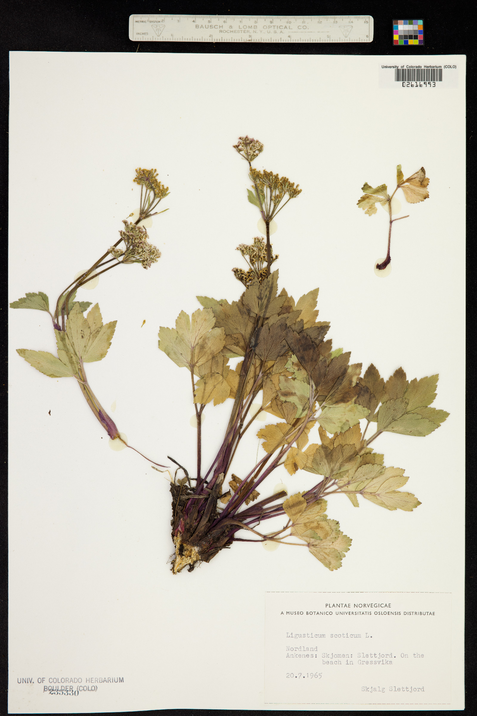 Ligusticum scoticum image