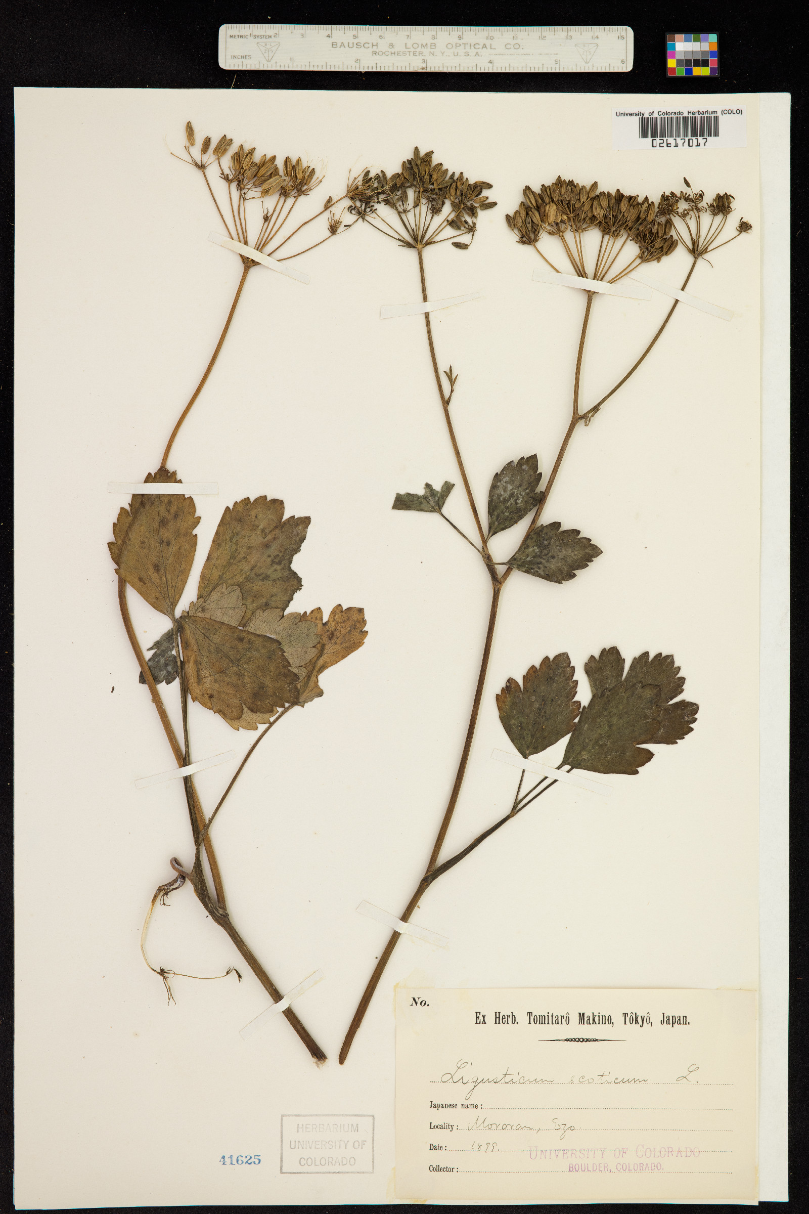 Ligusticum scoticum image