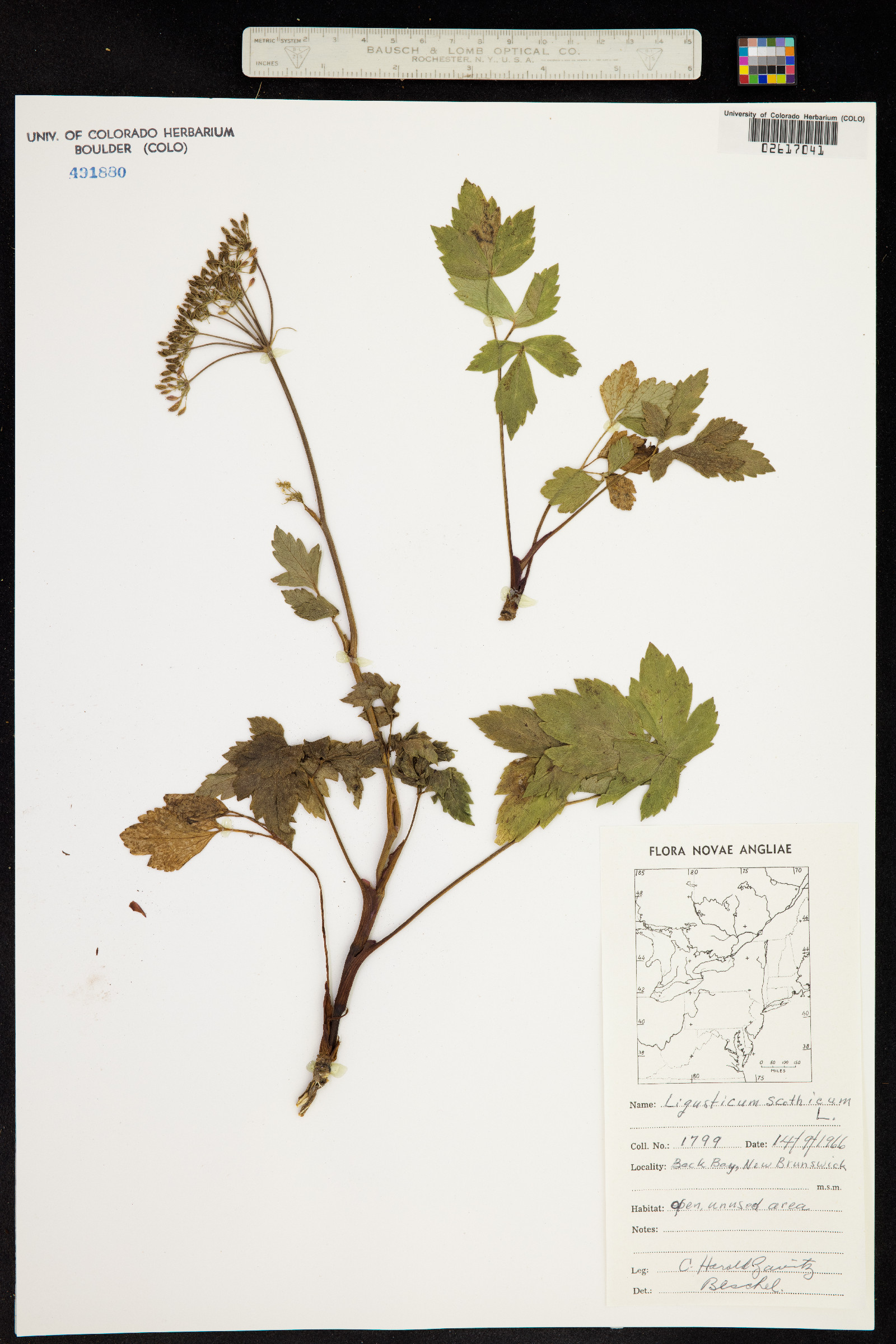 Ligusticum scoticum image