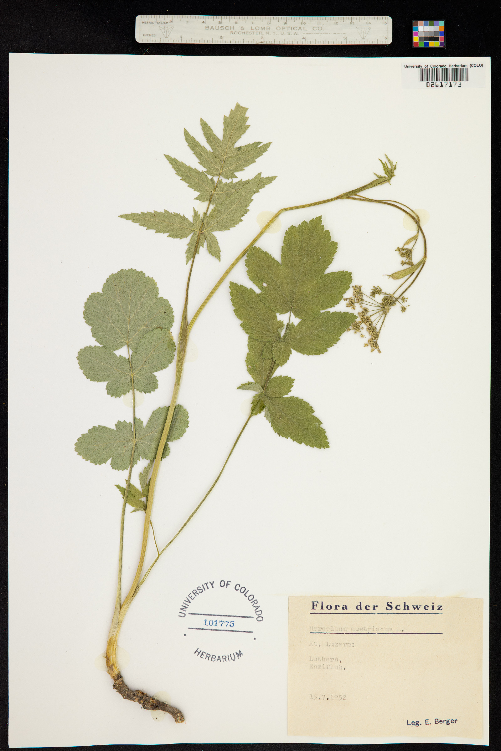 Heracleum austriacum image