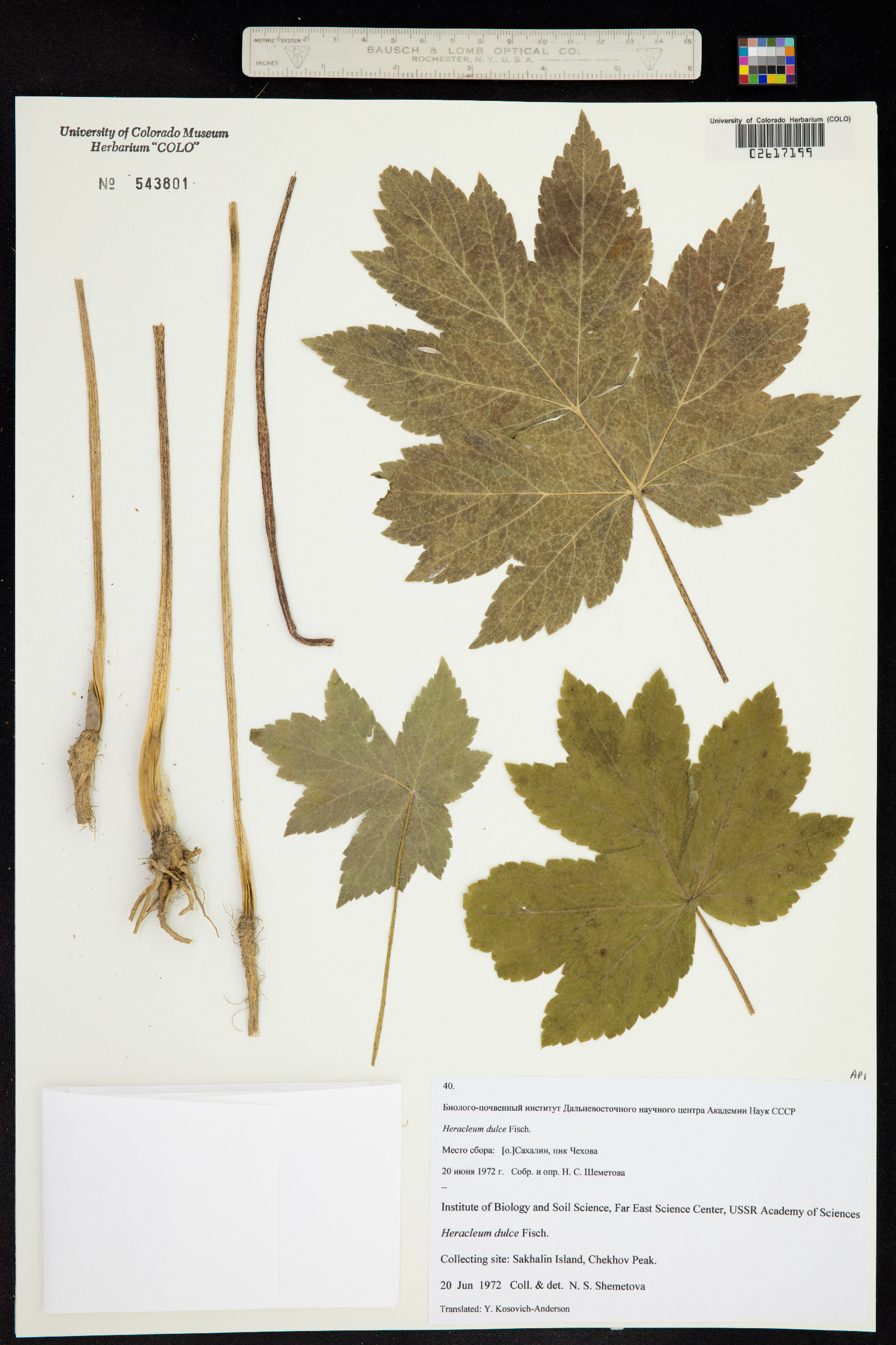 Heracleum sphondylium subsp. elegans image