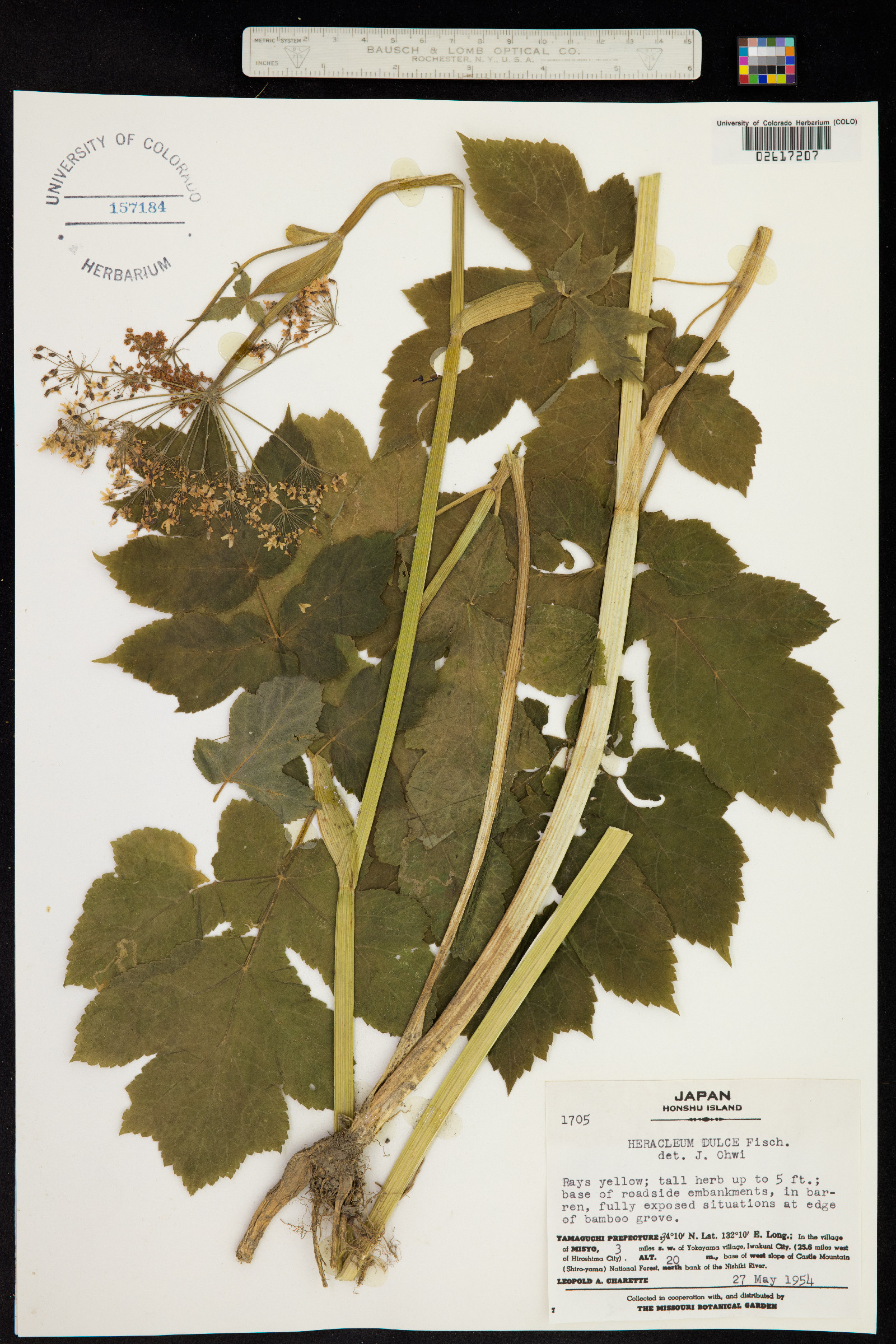 Heracleum sphondylium subsp. elegans image
