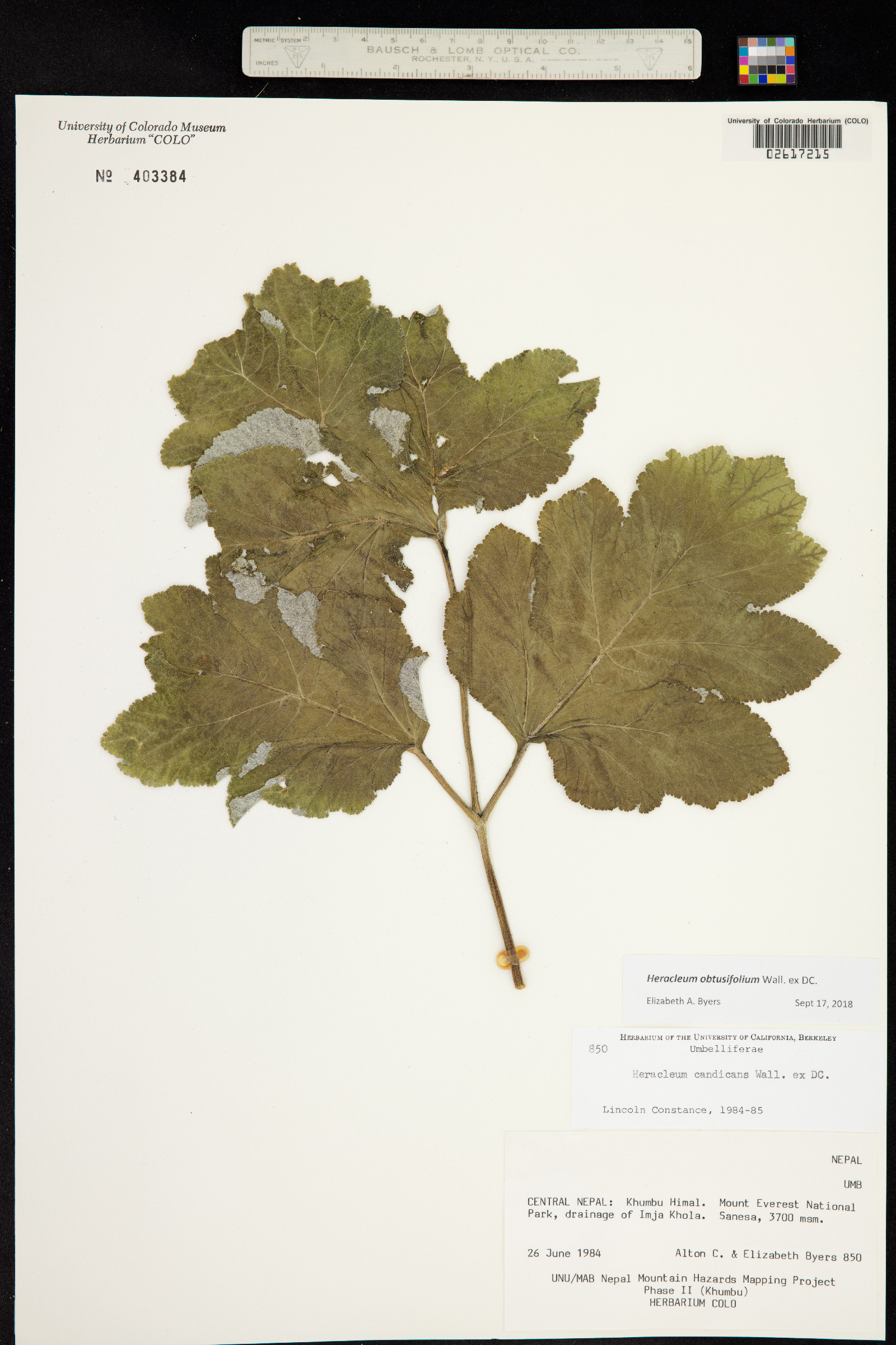 Tetrataenium obtusifolium image