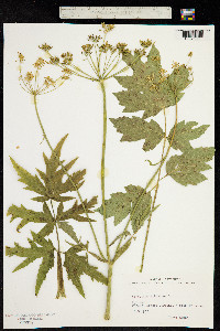 Image of Heracleum sibiricum