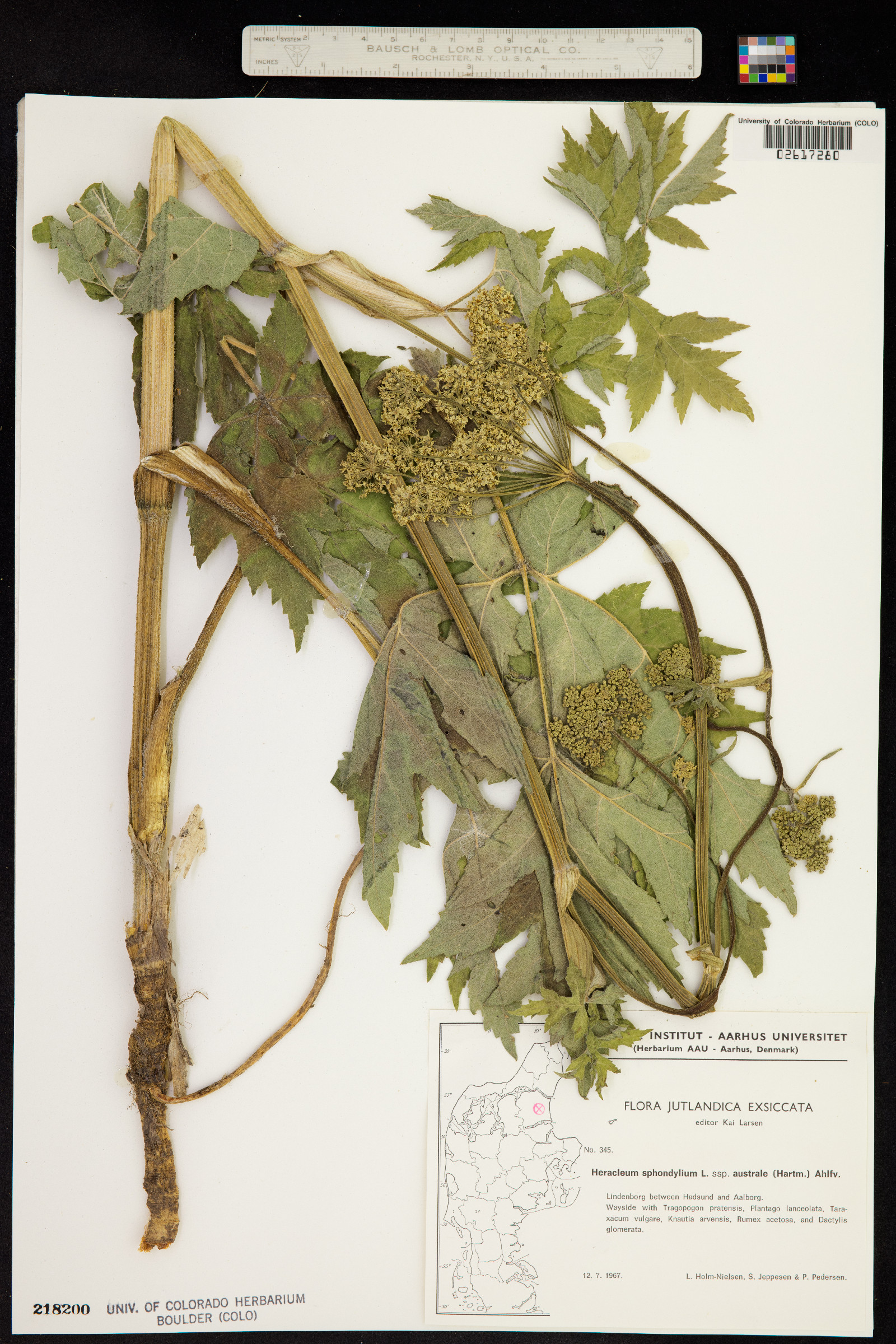 Heracleum sphondylium image