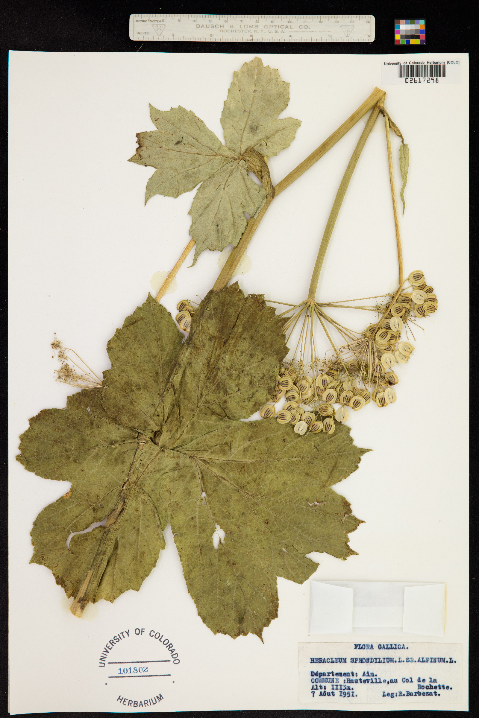 Heracleum sphondylium image