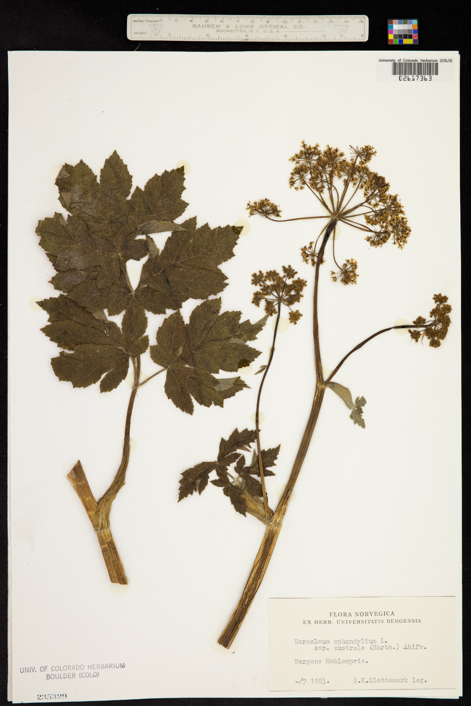 Heracleum sphondylium image