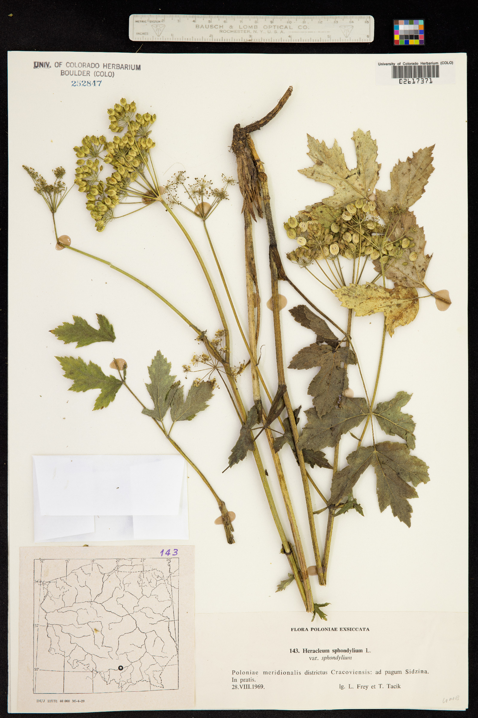 Heracleum sphondylium image