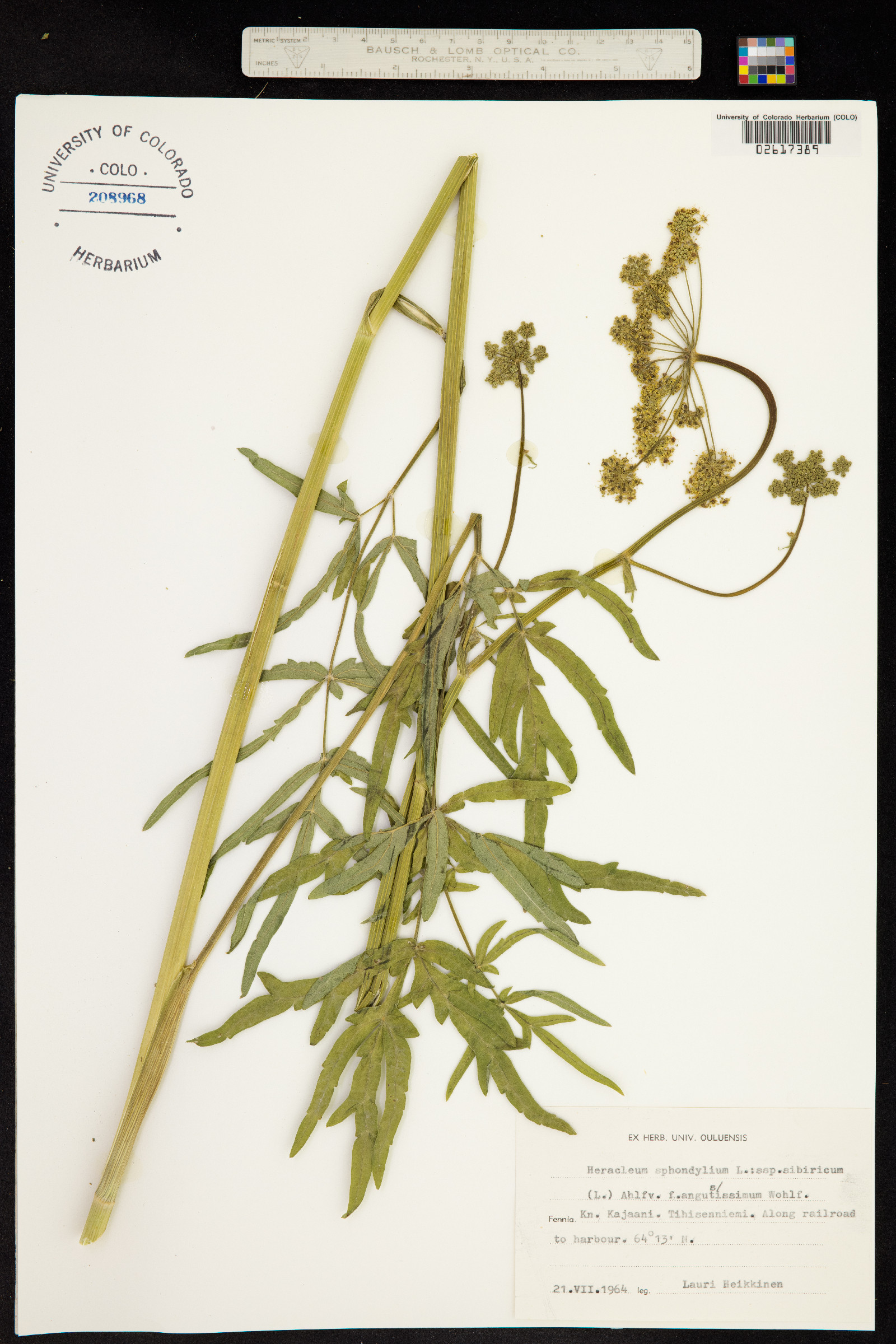 Heracleum sphondylium image