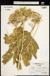 Heracleum sphondylium image