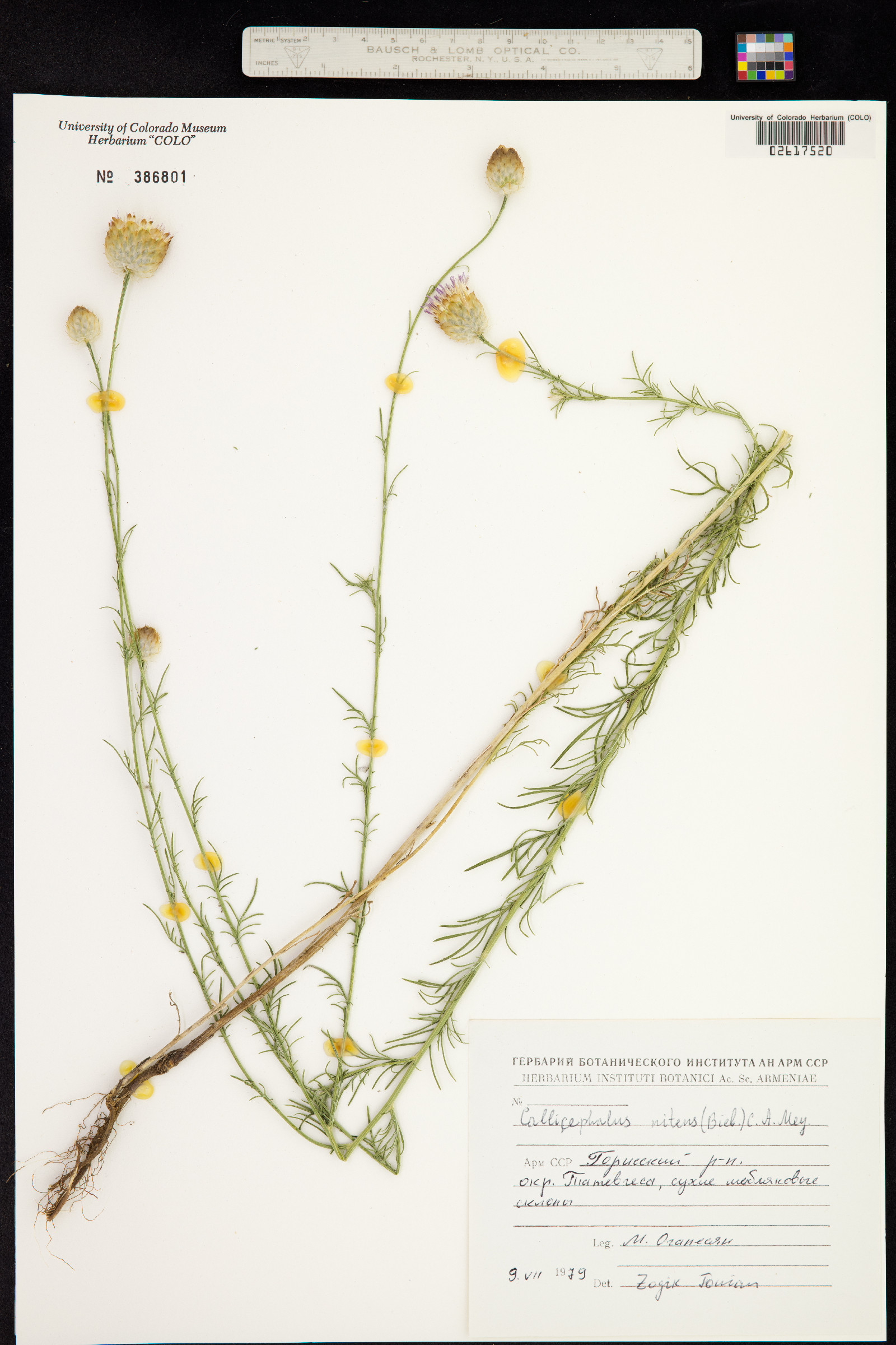 Callicephalus image