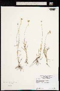 Calotis anthemoides image