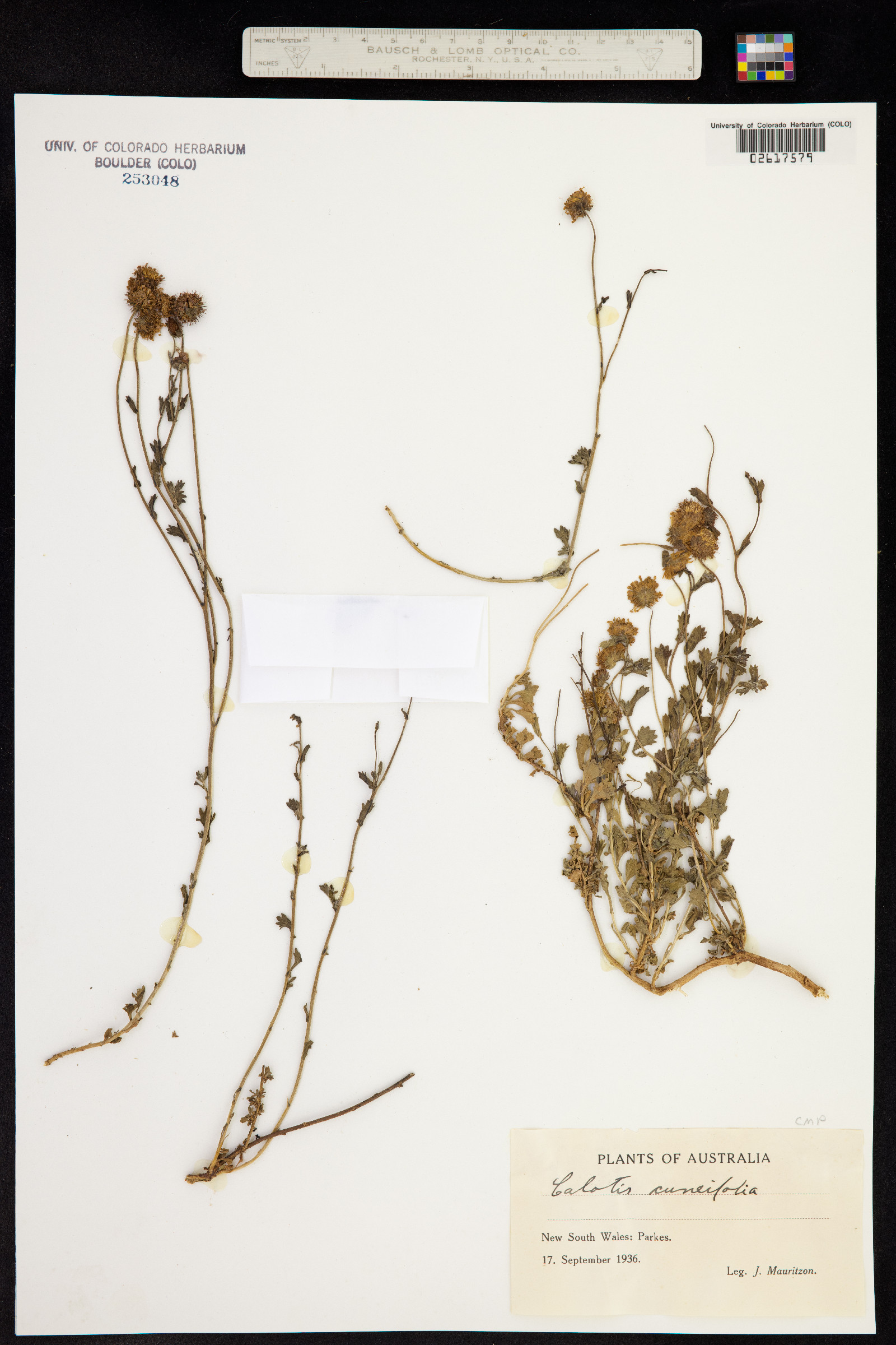 Calotis cuneifolia image