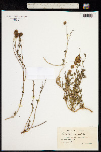 Calotis cuneifolia image