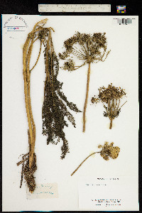 Ligusticum ferulaceum image