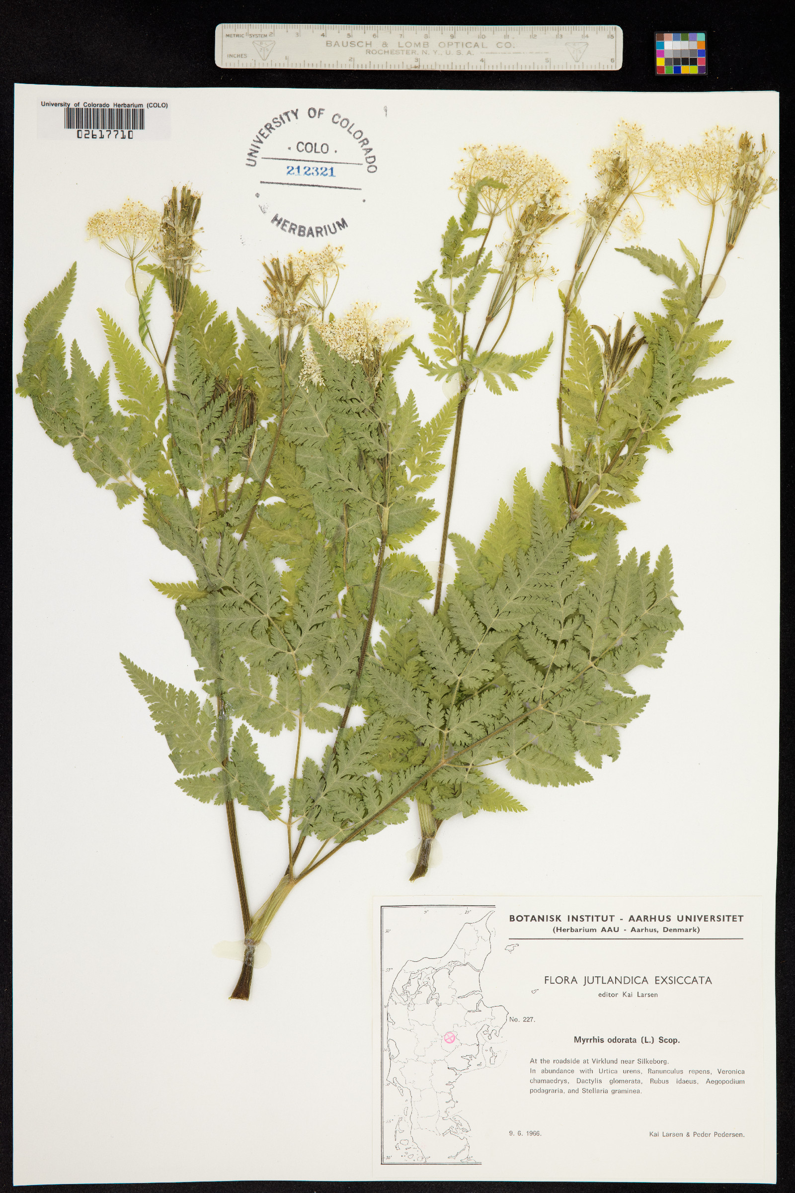 Myrrhis odorata image