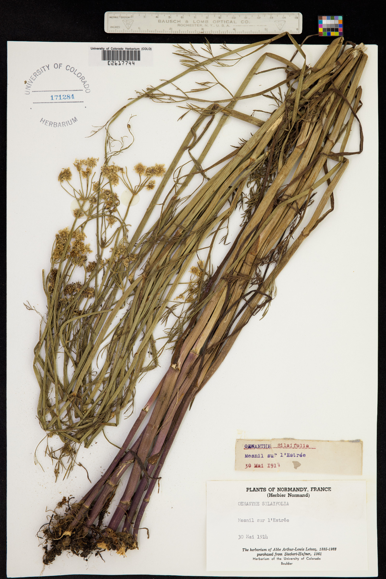 Oenanthe silaifolia image