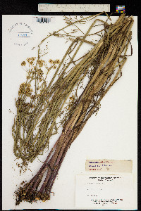 Image of Oenanthe silaifolia