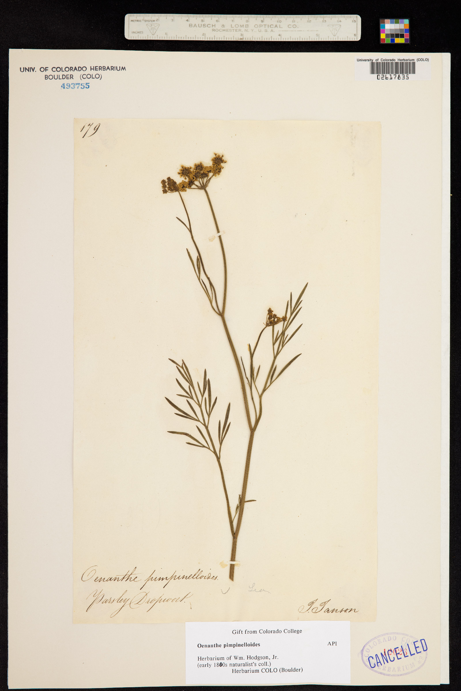 Oenanthe pimpinelloides image