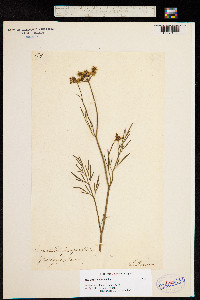 Image of Oenanthe pimpinelloides