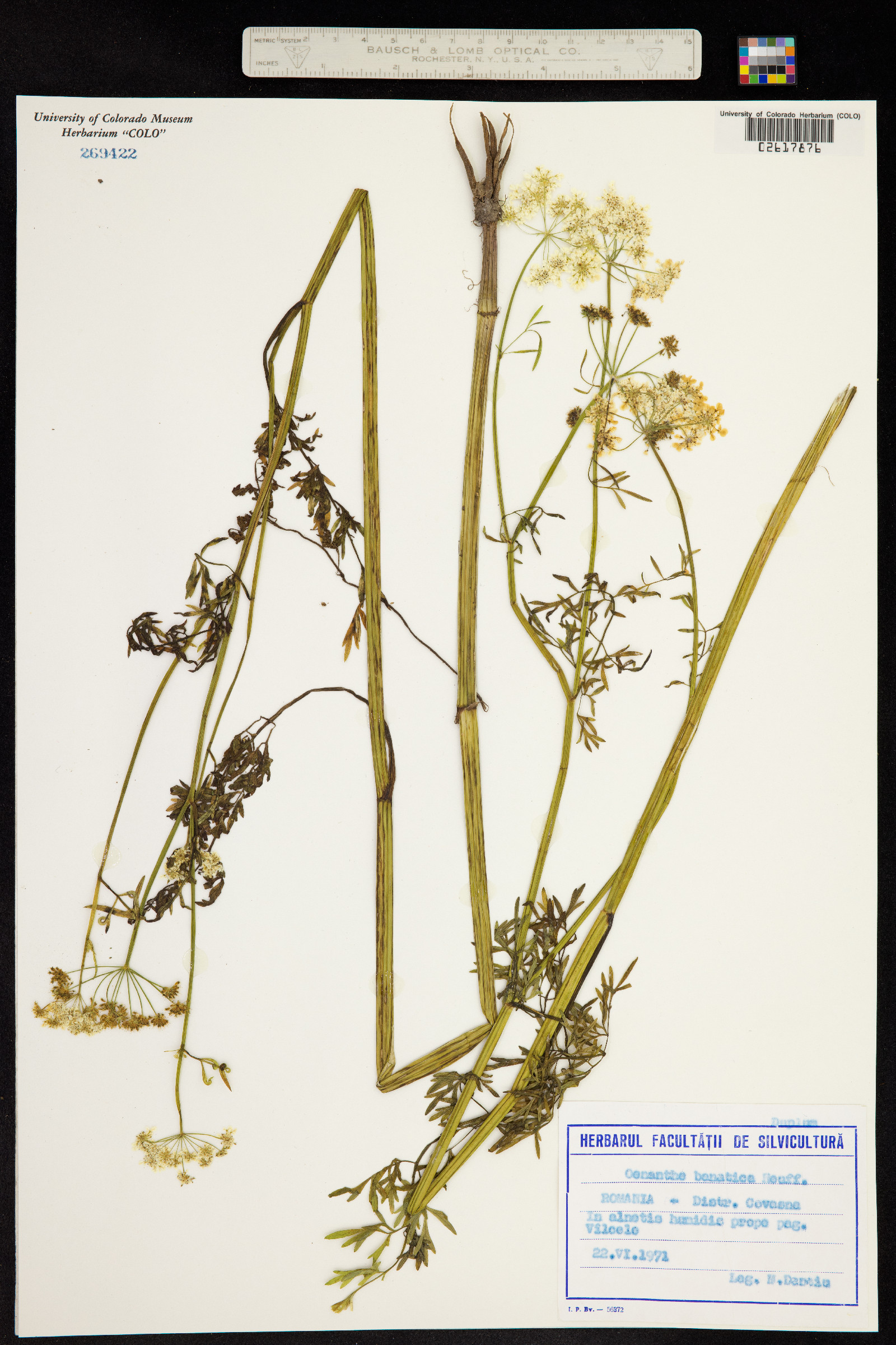 Oenanthe banatica image