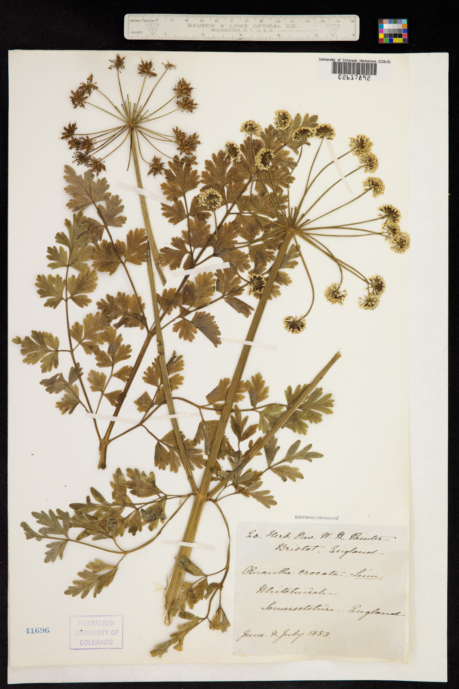 Oenanthe Crocata image