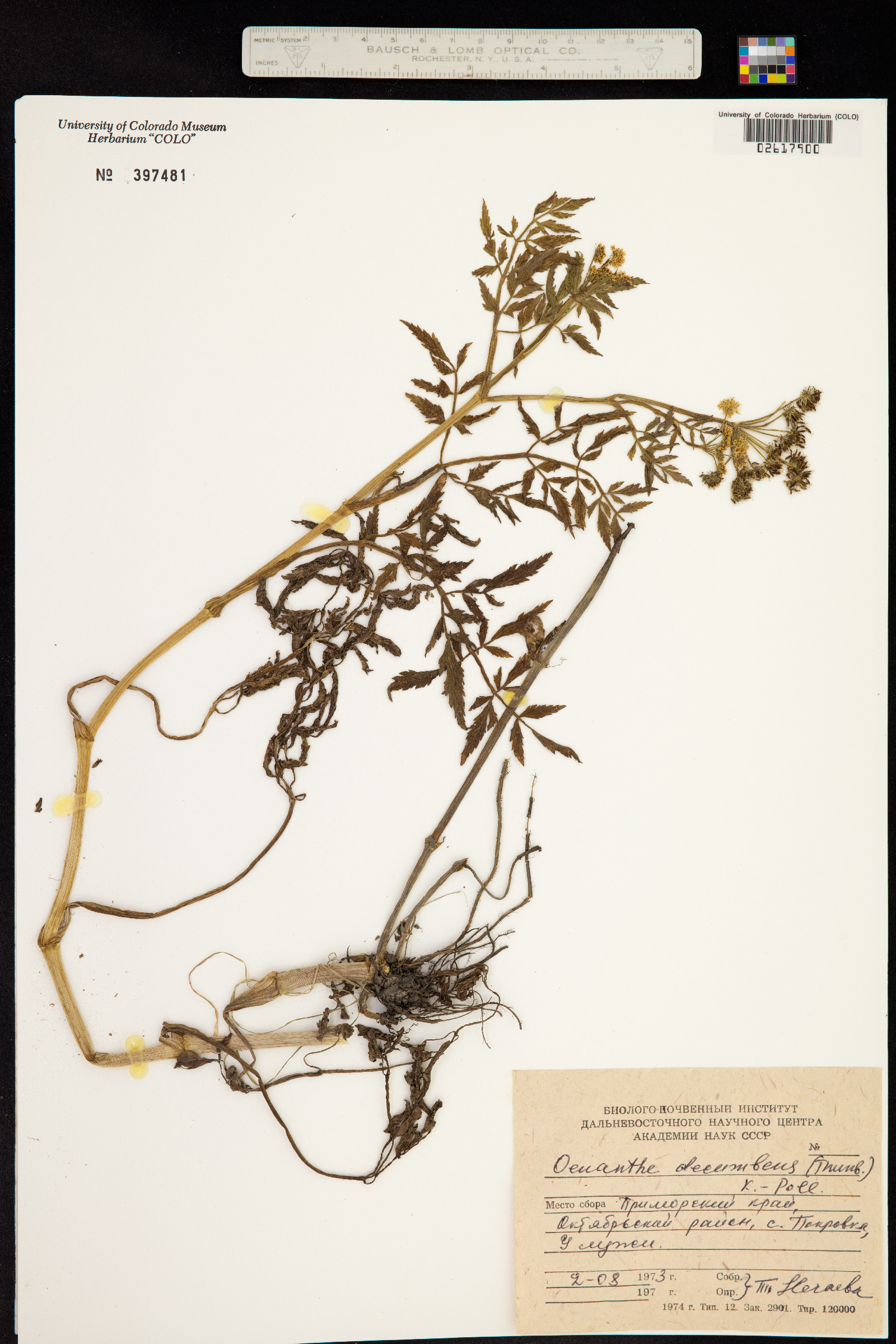Oenanthe javanica subsp. javanica image