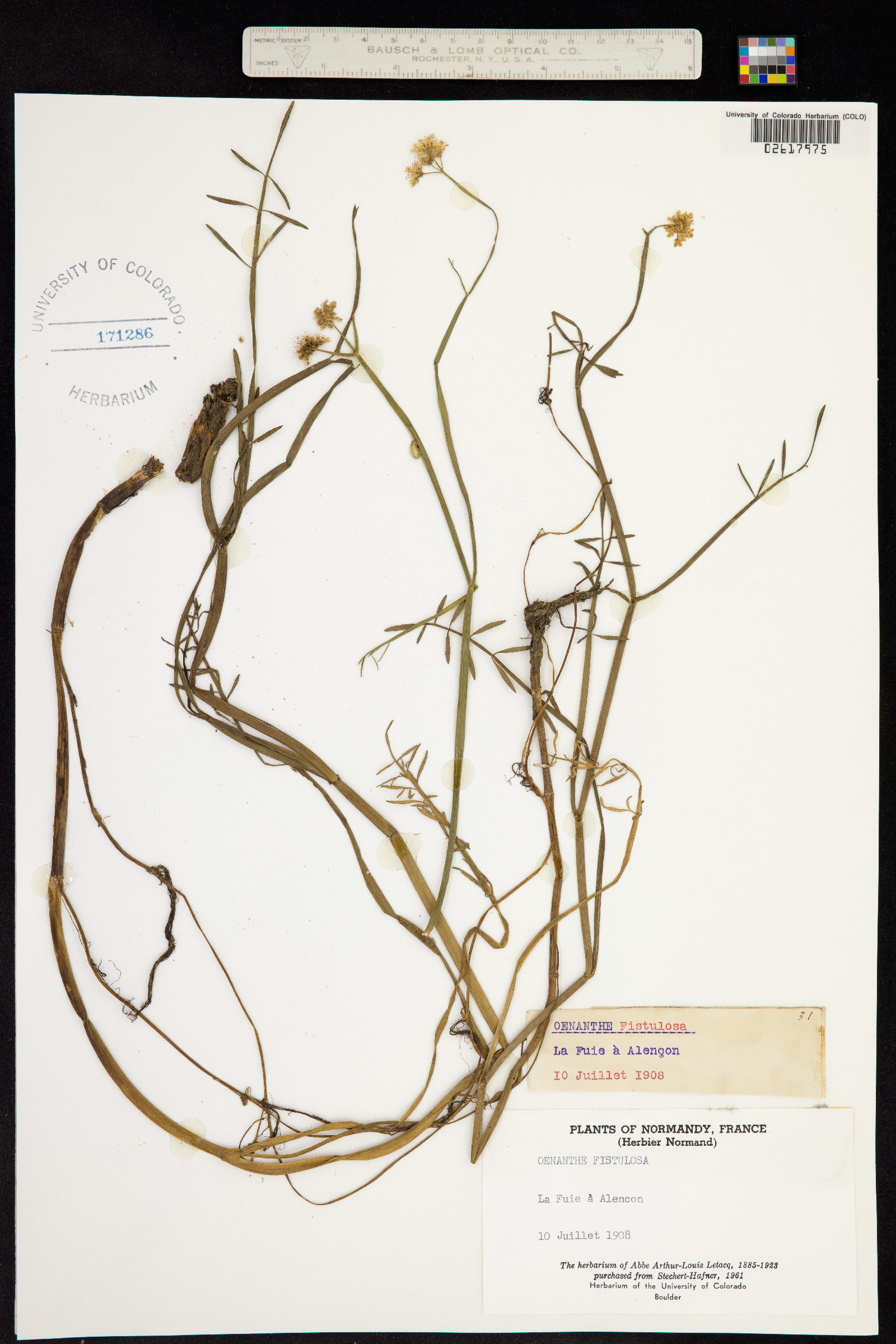 Oenanthe fistulosa image