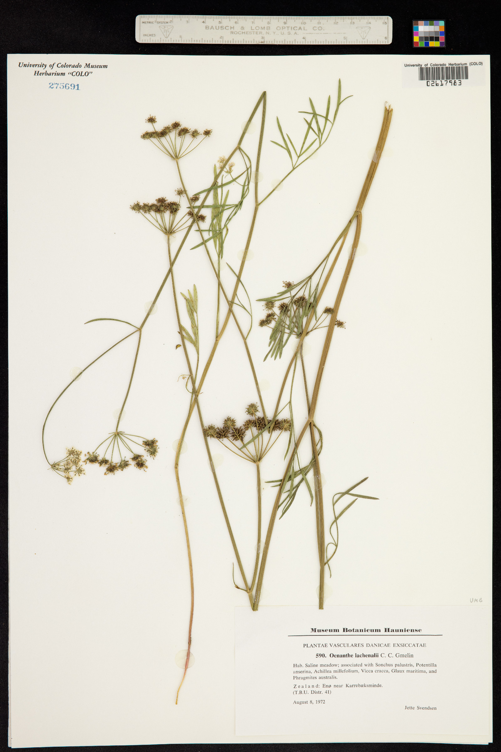 Oenanthe lachenalii image