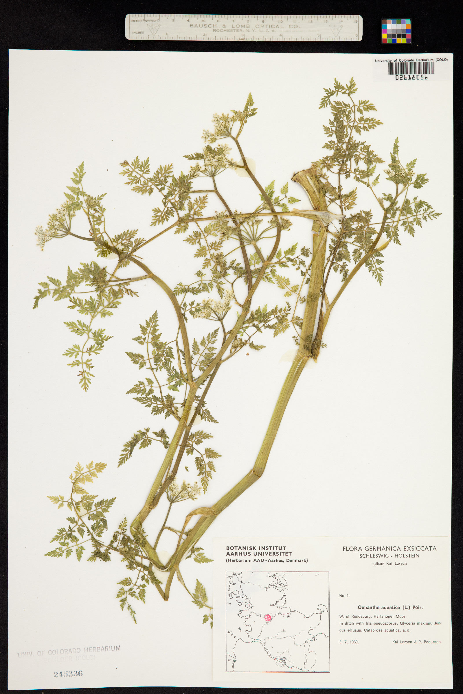Oenanthe image