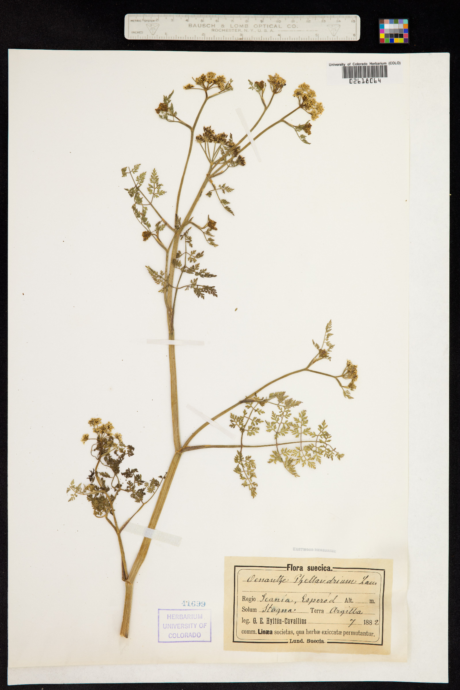 Oenanthe aquatica image