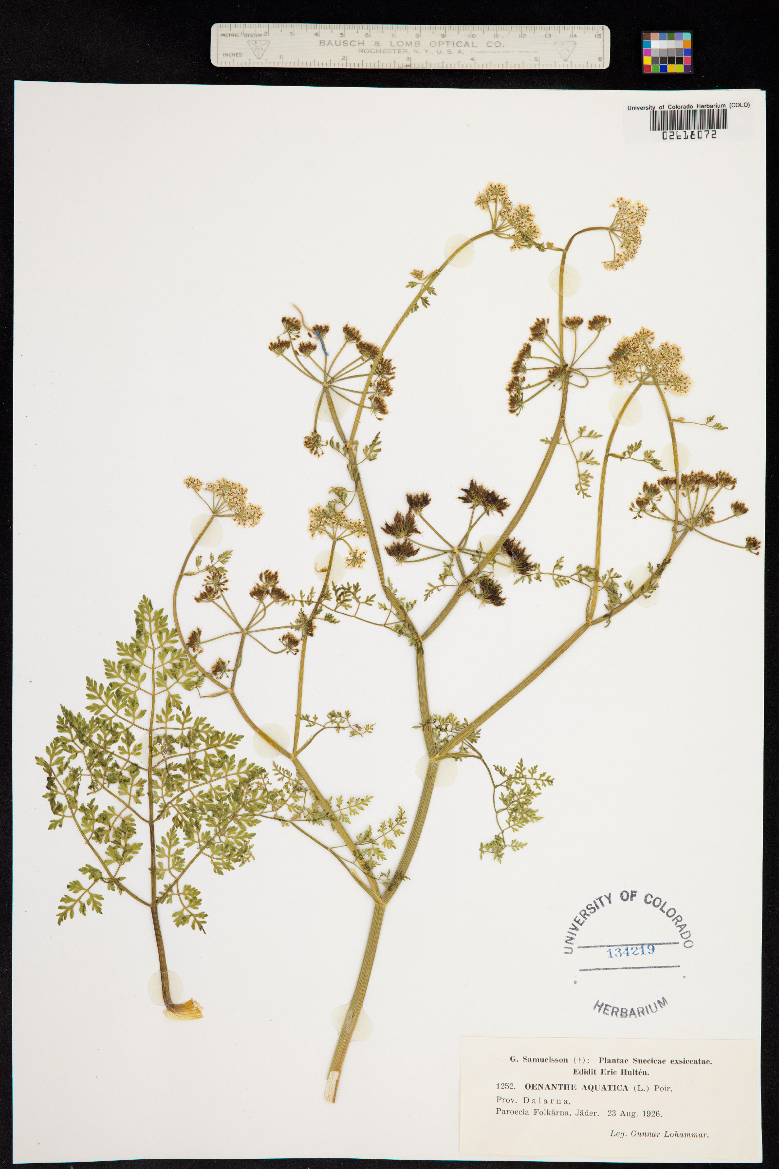 Oenanthe aquatica image