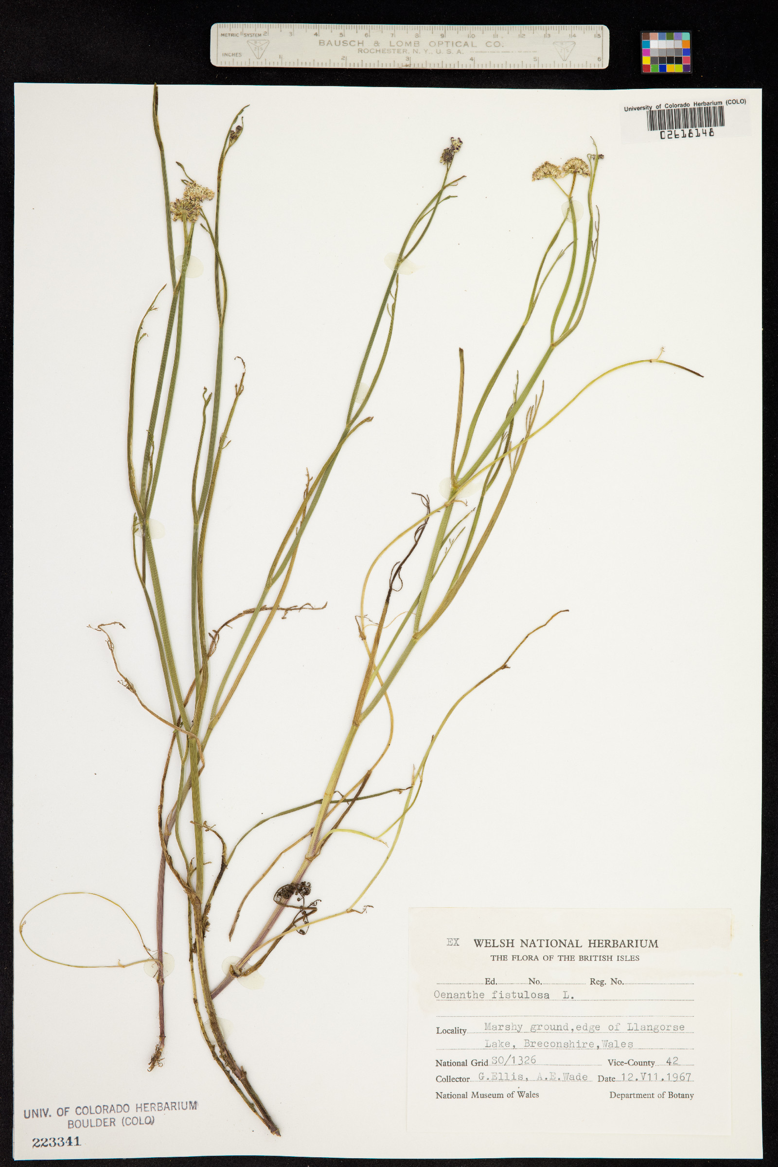 Oenanthe fistulosa image