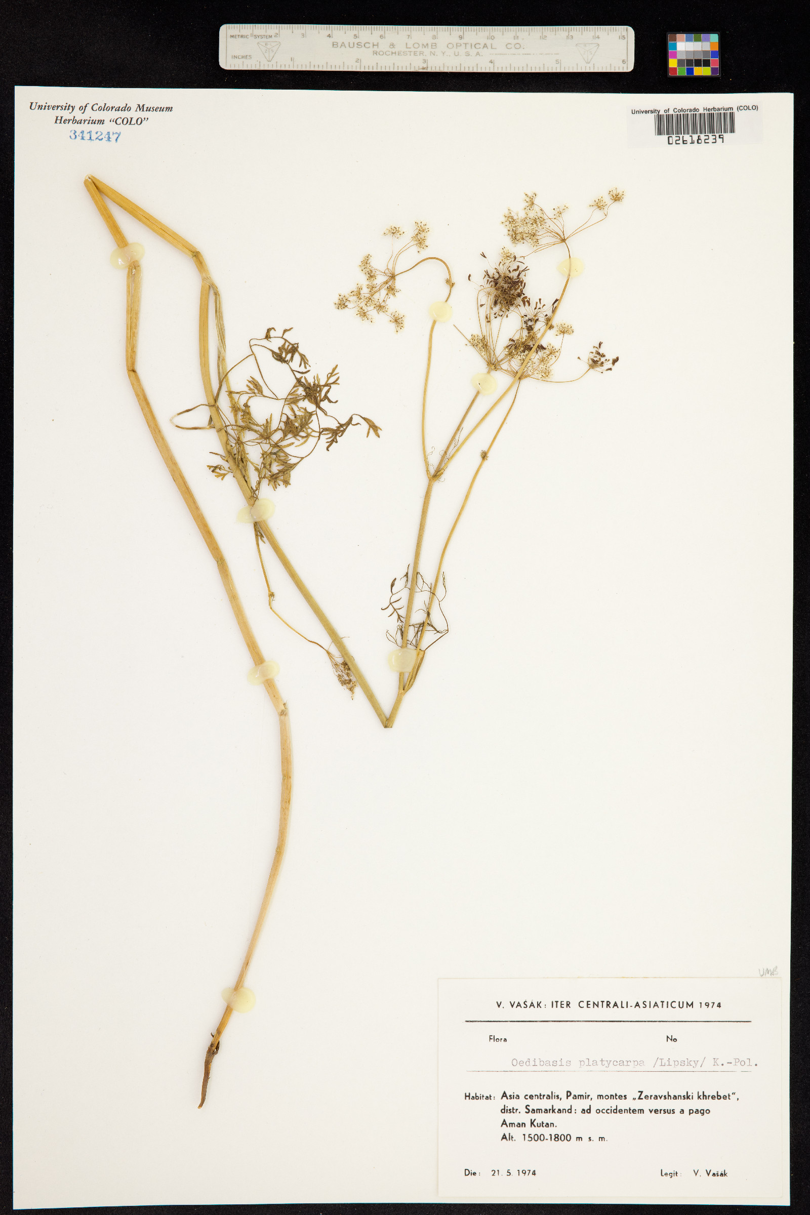 Oedibasis image