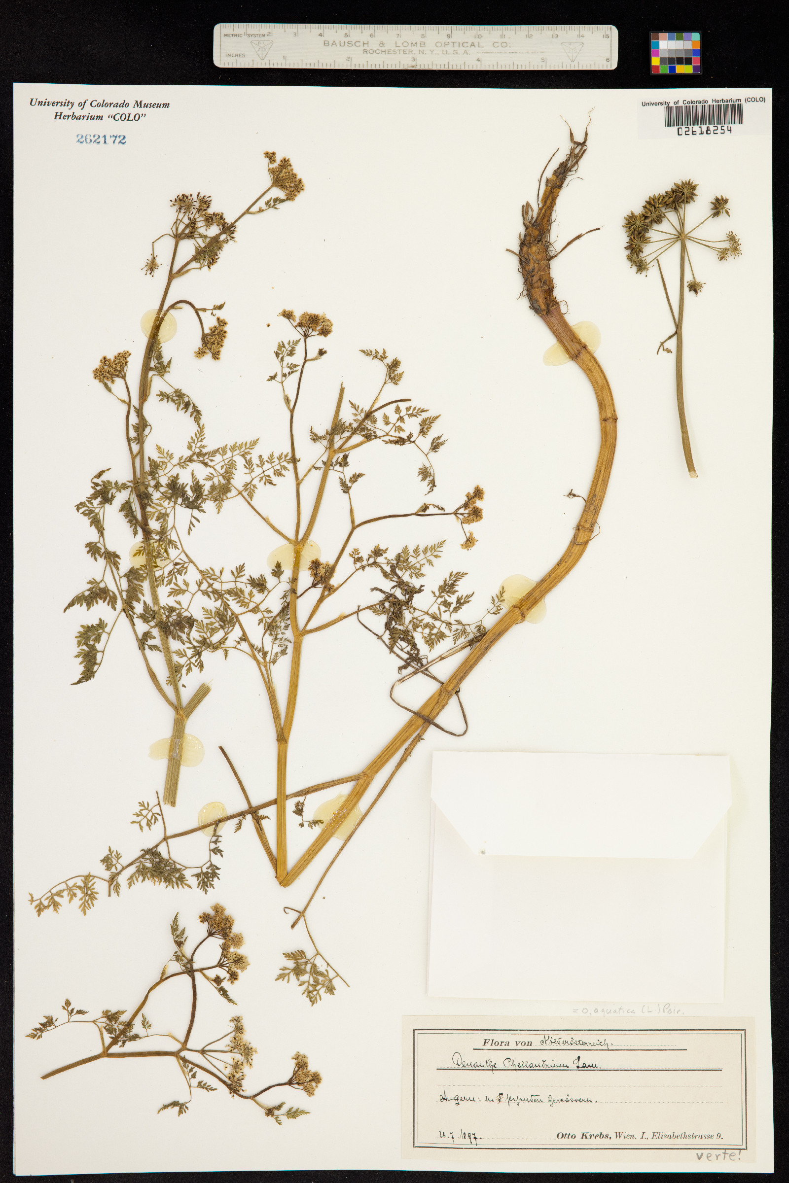 Oenanthe aquatica image